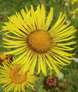 https://fr.wikipedia.org/wiki/Inula