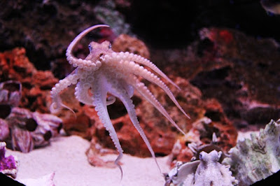 pulpo saluda