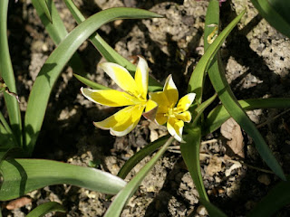 Tulipa urumiensis 