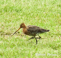 Black-tailed godwit, Iceland  June 17, 2017, Roberta Palmer 