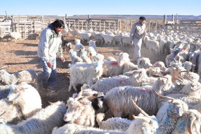 Más cabras para que el campo sea como antes