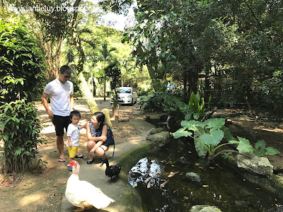 The Animal Resort Ducks Singapore