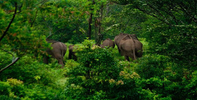 Gavi, Kerala