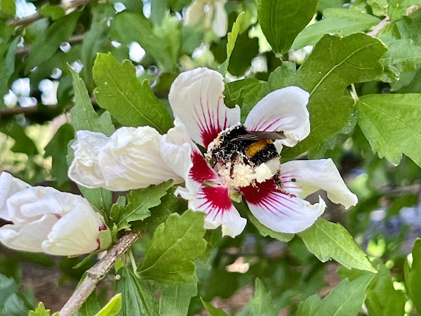 Save The Bees: How You And Your Children Can Help British Pollinators