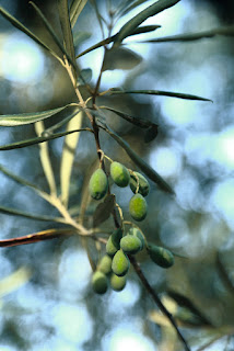 Olives, island of Zakynthos, Greece. Оливы, остров Закинф, Греция