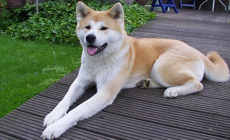 大狗狗 秋田犬 寵物生活 城市貓兒 貓咪馬桶墊 狗狗訓練 狗狗用品 狗狗行為 狗狗品種 大狗狗 秋田犬 寵物生活 城市貓兒 貓咪馬桶墊 狗狗訓練 狗狗用品 狗狗行為 狗狗品種