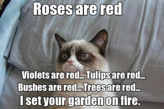 Grumpy Cat Memes