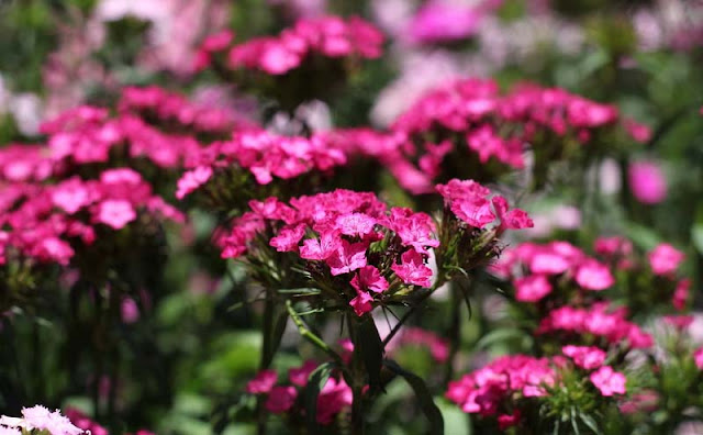 Sweet William Flowers Pictures