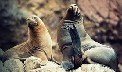 Lobos marinos Paracas