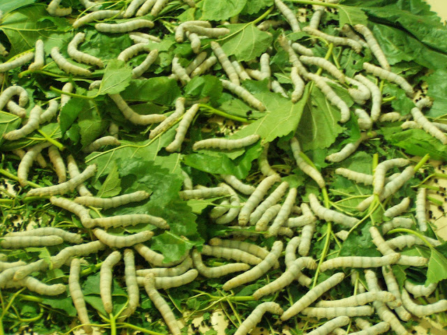 Silk worms