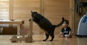 Foto seekor kucing mengajari seorang balita berjalan