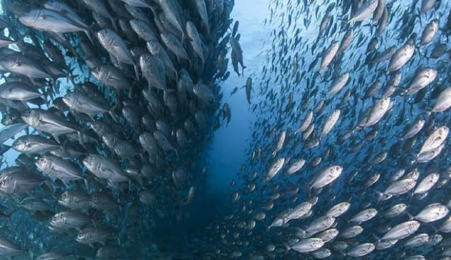 SCUBA DIVING TERBAIK DI INDONESIA