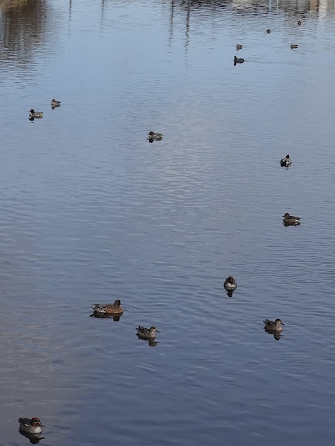 鳥取県米子市河岡　野本川