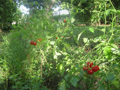 backyard garden, cherry tomato on vine