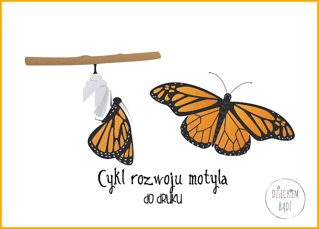 cykl życia motyla do druku
