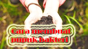 cara membuat pupuk bakteri