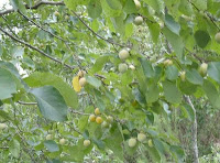 persimmon fruit