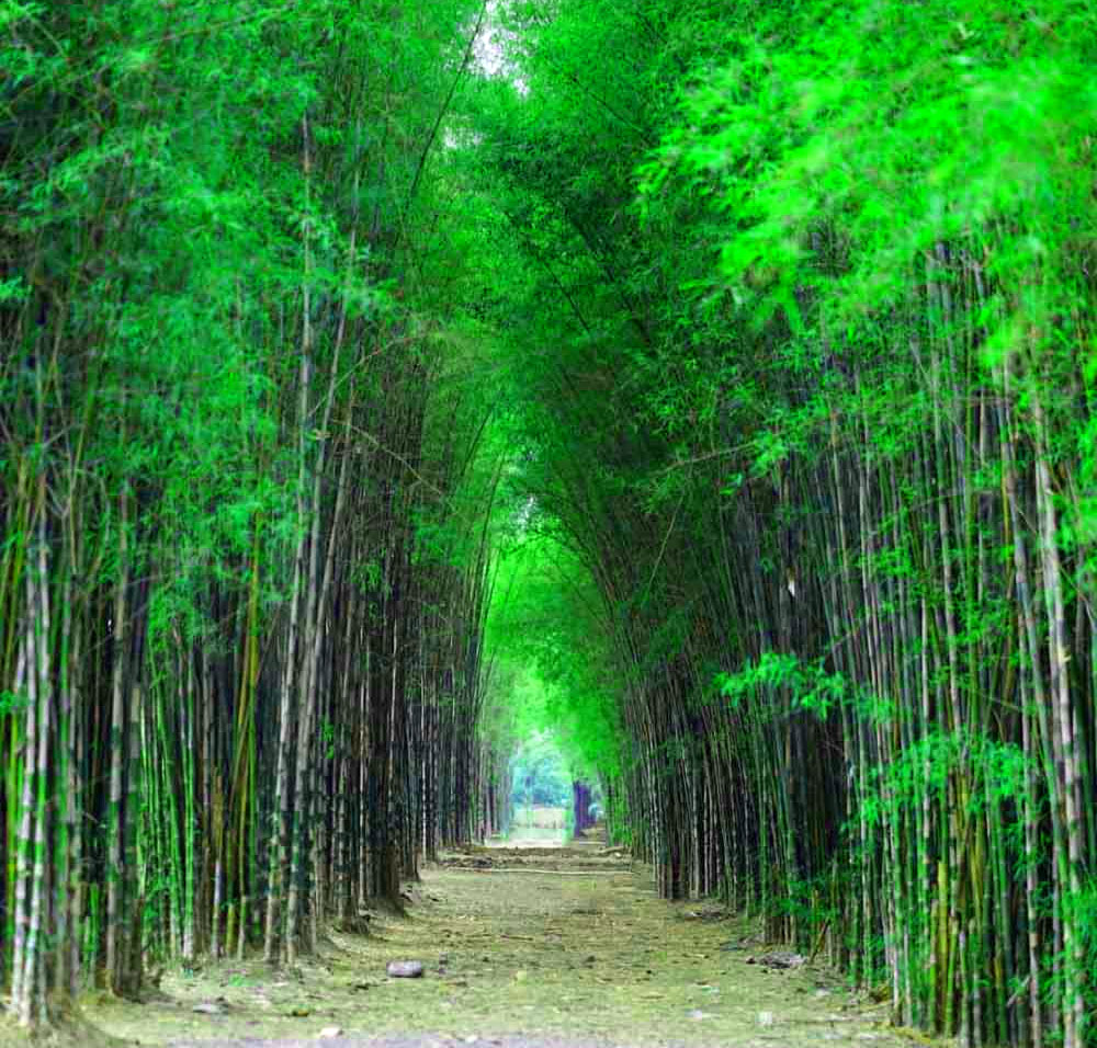 a bamboo forest keputih surabaya