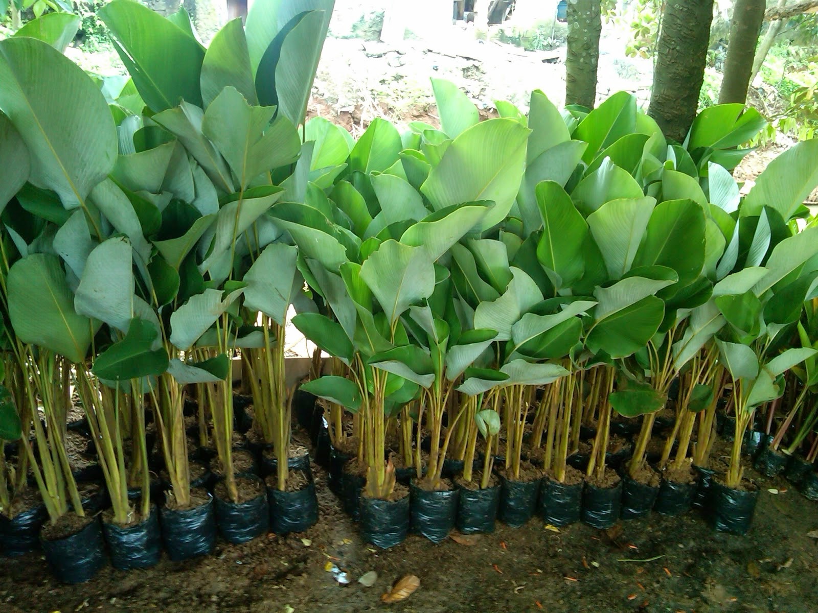 Pohon Pisang  Kalatea Heliconia Calatea Pohon Pisang  