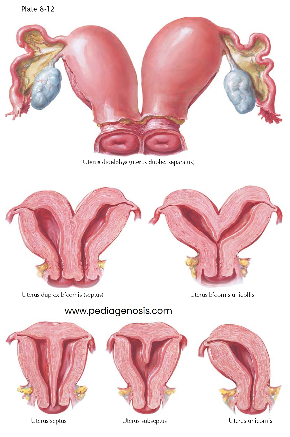 CONGENITAL ANOMALIES