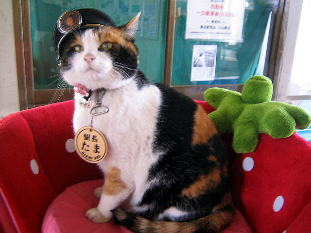 Tama — Station Master of Kishi Station 1 by dugspr — Home for Good from flickr (CC-NC)