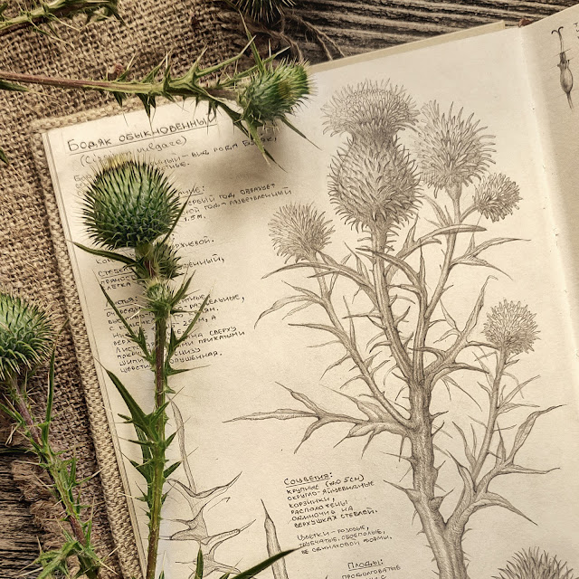 Bodyak obyknovennyj,   Cirsium vulgare: botanical pencil sketch, floral art, sketchbook collection, botanical illustration, field plants