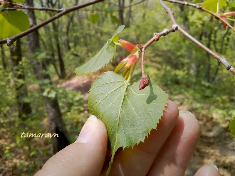 Липа амурская (Tilia amurensis)