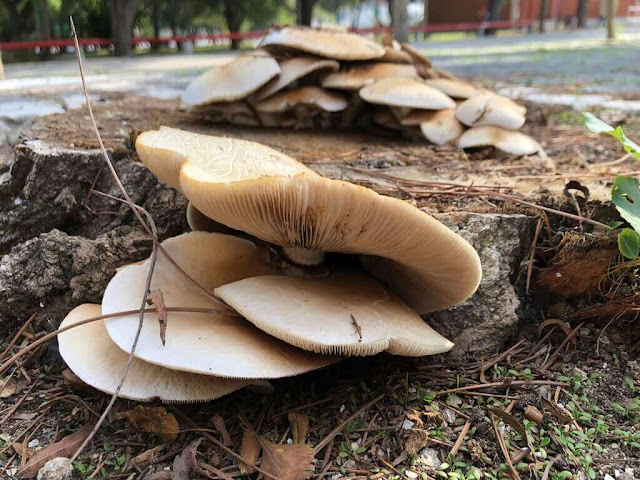 Cogumelos em Troncos de Árvores