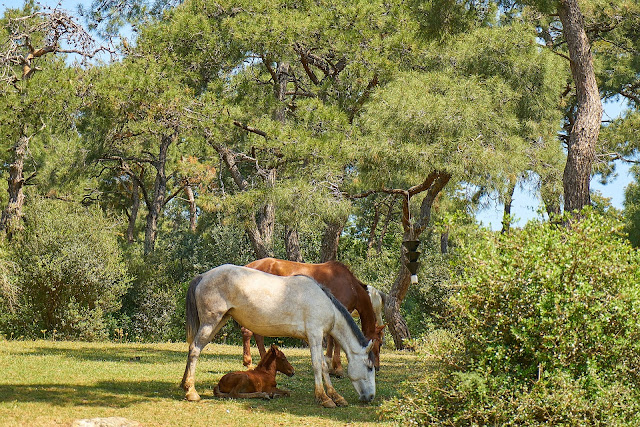 chevaux ombre arbres abri chaleur