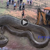 ***Titanoboa prehistoric anaconda Giant snake dinosaur compared to modern people and excavator***