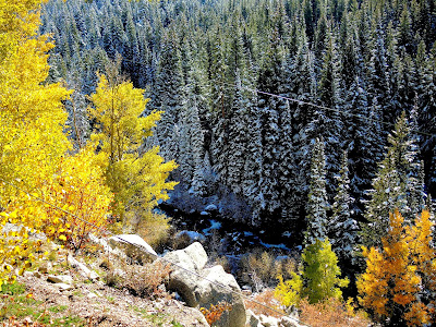 Confusion of Seasons with Aspen trees in autumn finery and evergreens covered in snow