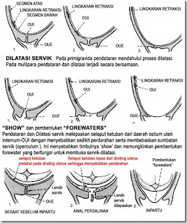 mekanisme fase pembukaan persalinan : kala I fase laten,fase aktif akselerasi, dilatasi maksimal, deselarasi