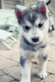You can't handle the cuteness of a Klee Kai puppy, a breed when full-grown, will be about the size of a Cocker Spaniel, and look like a mini...