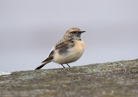 Pied Wheatear - Meols, Wirral