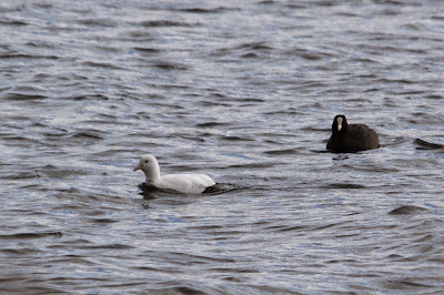 Markol - Meerkoet - Fulica atra