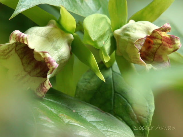 Codonopsis lanceolata