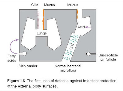 External Barriers Against Infection