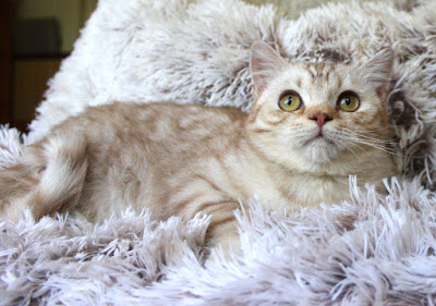 Britisch Kurzhaar cinnamon silver tabby spotted 2