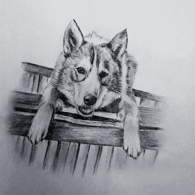 Cute Dogs Drawings