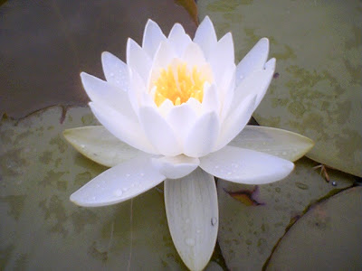 flower allie lotus flower drawinglotus flower artwhite lotus flowerred 