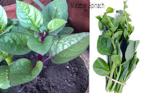 malabar spinach, malabar spinach greens, পুঁইশাক