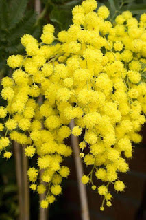 yellow types of flowers for valentines day