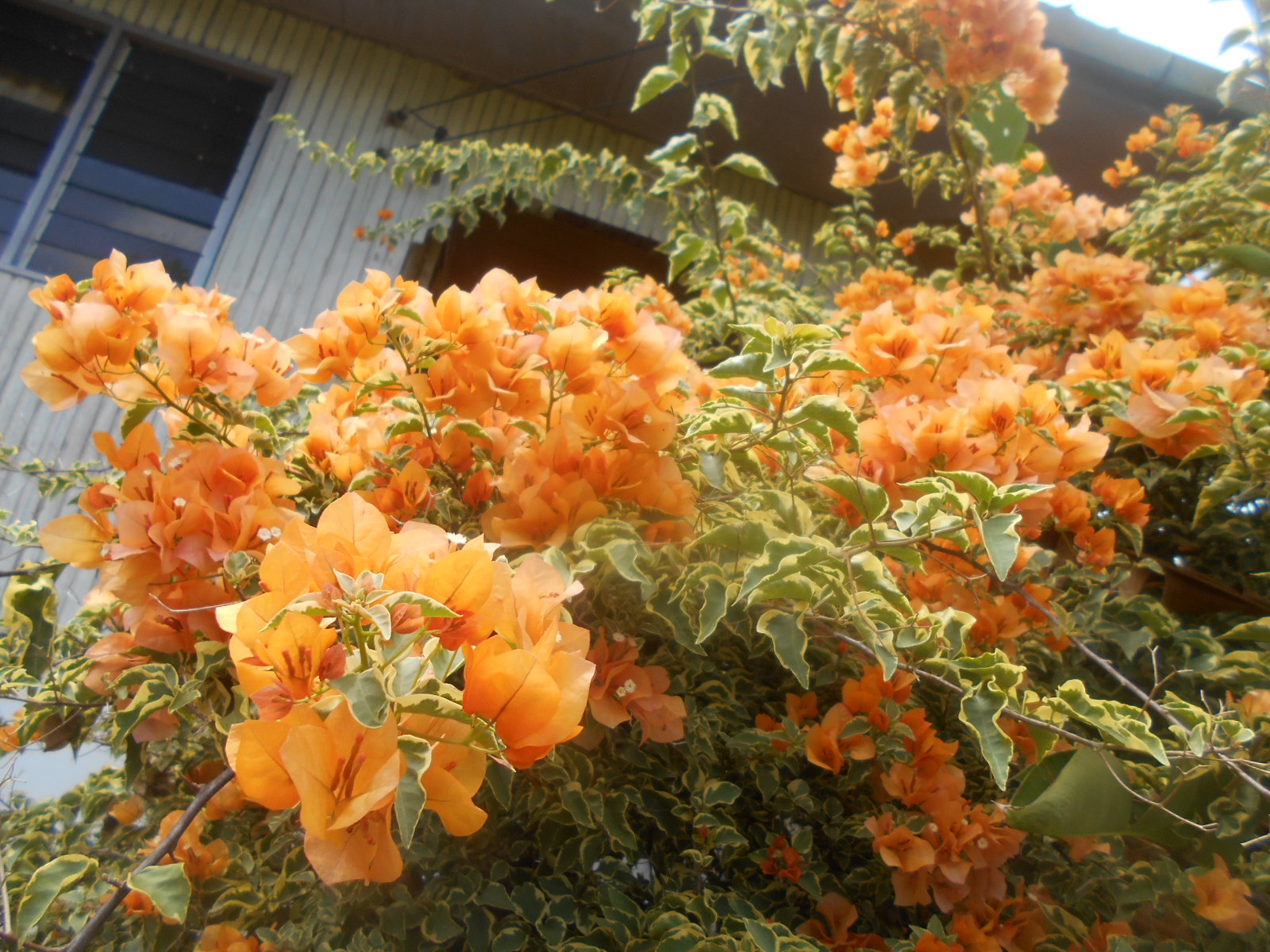  Bougainvillea Bunga Kertas Di Laman Etuza