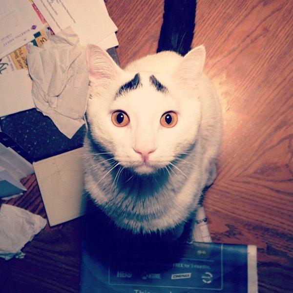 Sam the cat with eyebrows, funny cats, cat with eyebrows pictures, cat photos