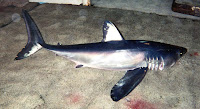 Longfin Mako Shark - Isurus Paucus  