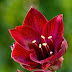 Amaryllis 'Royal Velvet' in full bloom