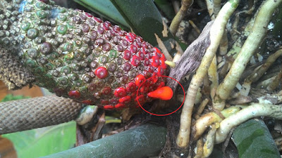 benih anthurium gelombang cinta