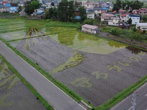 Beautiful Rice Field Art  10