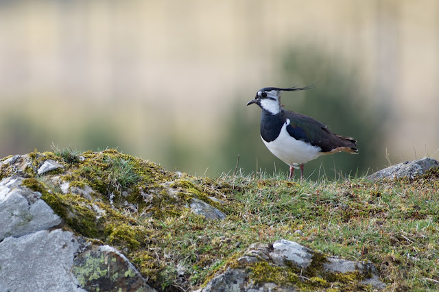 Northern Lapwing तुरेवाली टिटहरी (Vanellus vanellus)