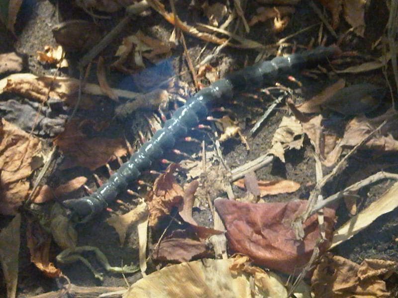 Amazonian Giant Centipede, Multi-legged Predator